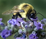 Bee Iris Slide Show