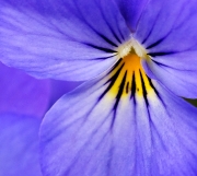 Blue Viola jpg