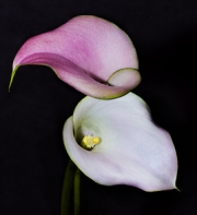 Calla Lillys