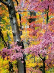 Fall Colors jpg