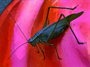 Grasshopper Sat Final