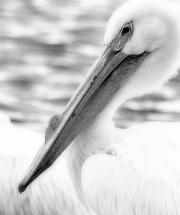 White-Pelican-Blur-BW