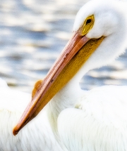 White-Pelican-Blur