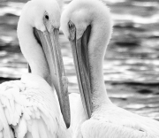 White-Pelican-Cropped-BW