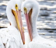 White-Pelican-Cropped