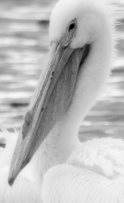 White-Pelican-Portrait