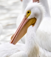 White-Pelican