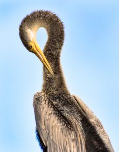 Anhinga cleaning feathers