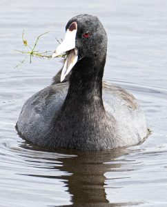 Orlando Wetlands American coot